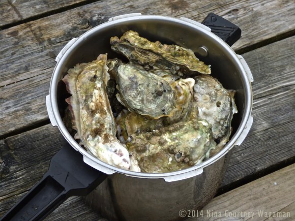 OystersInShells